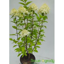 Hortensja bukietowa ' Grandiflora'