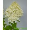 Hortensja bukietowa ' Grandiflora'