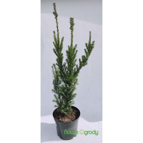 Cis pośredni ' Hillii'