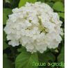 Hortensja drzewiasta ' Annabelle'