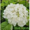 Hortensja drzewiasta ' Annabelle'
