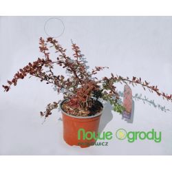 Berberys Thunberga ' Red Carpet'