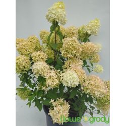 Hortensja bukietowa ' Skyfall'