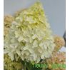 Hortensja bukietowa ' Skyfall'