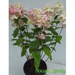 Hortensja bukietowa ' Fire Light'