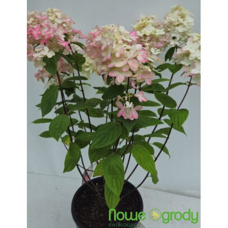 Hortensja bukietowa ' Fire Light'