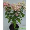 Hortensja bukietowa ' Fire Light'