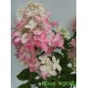 Hortensja bukietowa ' Fire Light'