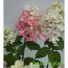 Hortensja bukietowa ' Fire Light'