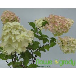 Hortensja bukietowa ' Diamantino'