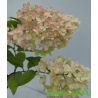 Hortensja bukietowa ' Diamantino'