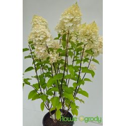 Hortensja bukietowa ' Silver Dollar'