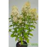 Hortensja bukietowa ' Silver Dollar'