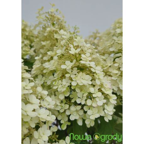 Hortensja bukietowa ' Bobo'