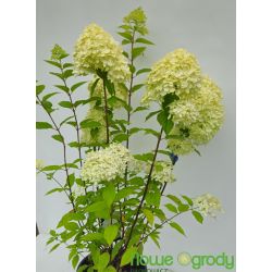 Hortensja bukietowa ' Limelight'