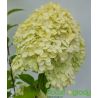 Hortensja bukietowa ' Limelight'