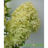 Hortensja bukietowa ' Limelight'