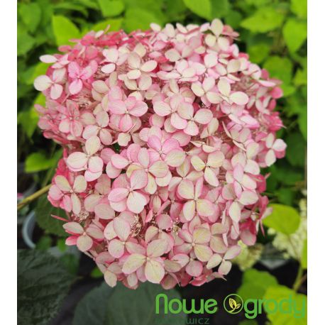 Hortensja drzewiasta ' Pink Annabelle'