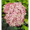Hortensja drzewiasta ' Pink Annabelle'