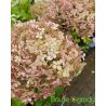 Hortensja drzewiasta ' Pink Annabelle'