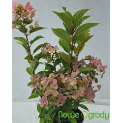 Hortensja bukietowa ' Polestar'