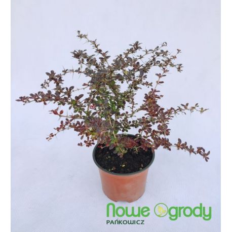 Berberys pośredni ' Red Jewel'
