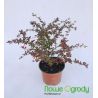 Berberys pośredni ' Red Jewel'