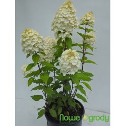 Hortensja bukietowa ' Alba'