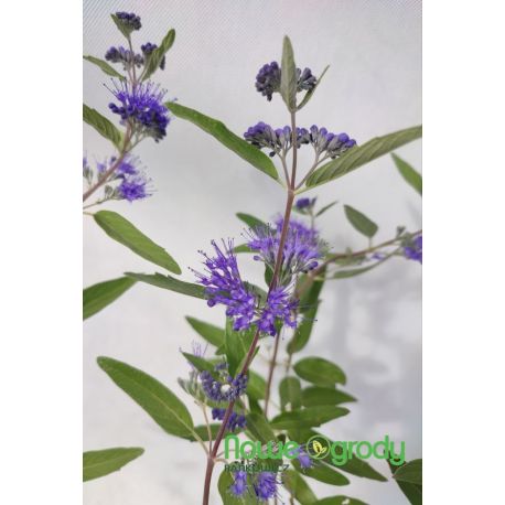 Barbula klandońska ' Heavenly Blue'