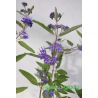 Barbula klandońska ' Heavenly Blue'