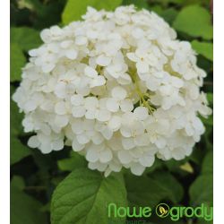 Hortensja drzewiasta ' Annabelle'