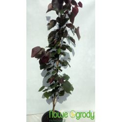 Judaszowiec kanadyjski ' Merlot'