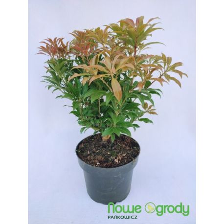 Pieris japoński ' Mountain Fire'