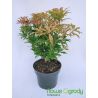 Pieris japoński ' Mountain Fire'