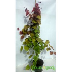 Judaszowiec kanadyjski ' Eternal Flame'