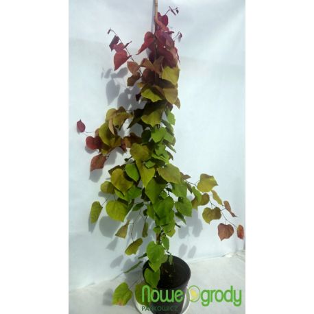 Judaszowiec kanadyjski ' Eternal Flame'