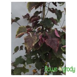 Judaszowiec kanadyjski ' Carolina Sweetheart''