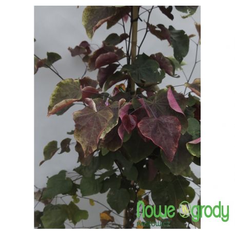 Judaszowiec kanadyjski ' Carolina Sweetheart''