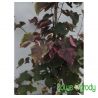 Judaszowiec kanadyjski ' Carolina Sweetheart''