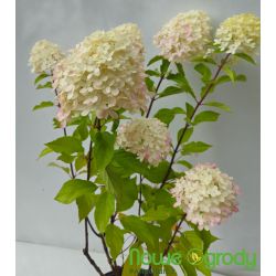 Hortensja bukietowa ' Mohito'