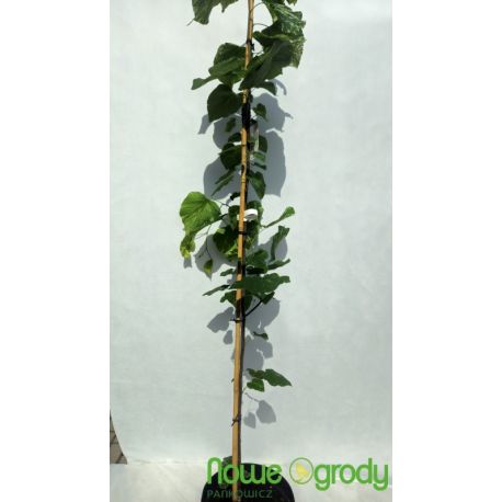 Judaszowiec kanadyjski ' Alley Cat'