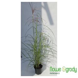 Miskant chiński ' Ferner Osten'