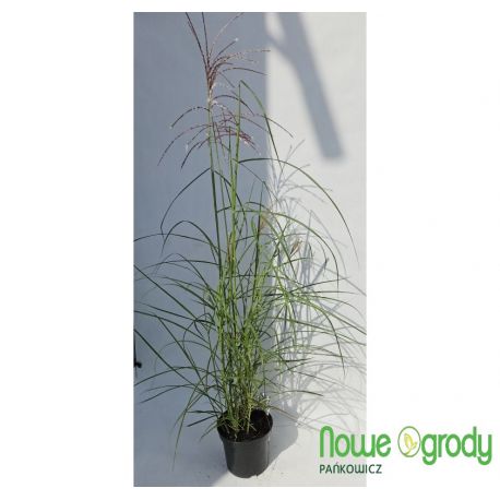 Miskant chiński ' Ferner Osten'