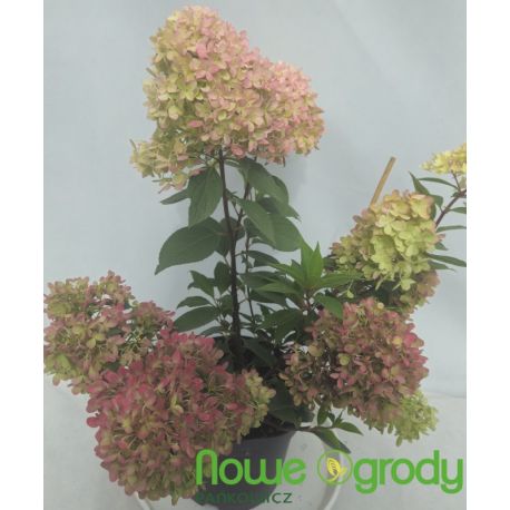 Hortensja bukietowa ' Petite Flori'