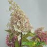 Hortensja bukietowa ' Candlelight'