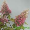 Hortensja bukietowa ' Candlelight'