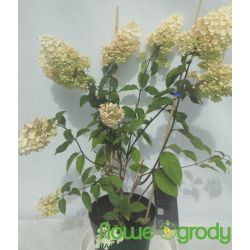 Hortensja bukietowa ' Living Strawberry Blossom'
