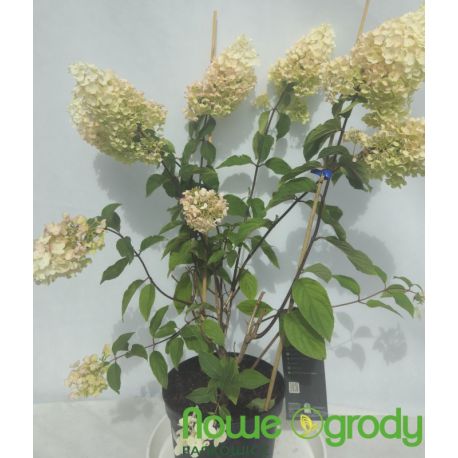 Hortensja bukietowa ' Living Strawberry Blossom'