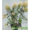 Hortensja bukietowa ' Living Strawberry Blossom'