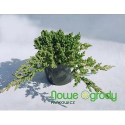 Jałowiec rozesłany ' Nana'